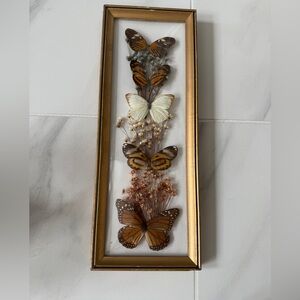 Framed Butterfly Wall Art in Gold and Brown Taxidermy